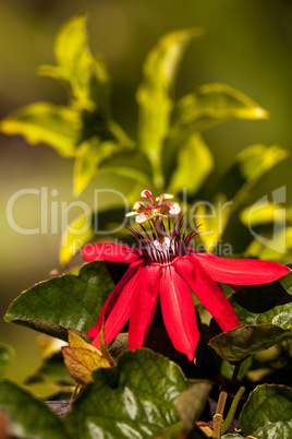 Scarlet flame red passionflower called Passiflora miniata