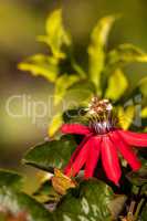 Scarlet flame red passionflower called Passiflora miniata