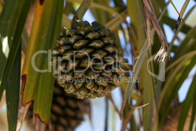 Screw pine fruit Pandanus utilis grows on a tree