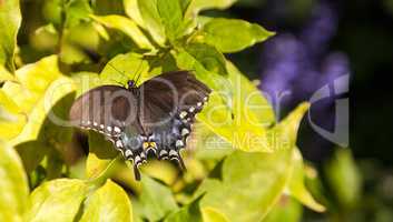Blue spicebush swallowtail butterfly Pterourus troilus