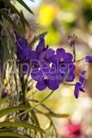 Purple spotted aranda orchid flowers