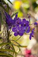 Purple spotted aranda orchid flowers