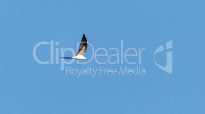 Swallowtail kite Elanoides forficatus flies across a blue sky