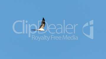 Swallowtail kite Elanoides forficatus flies across a blue sky