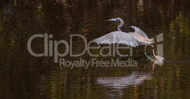 Tricolored heron bird Egretta tricolor in a pond