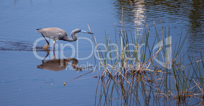 Tricolored heron bird Egretta tricolor in a pond