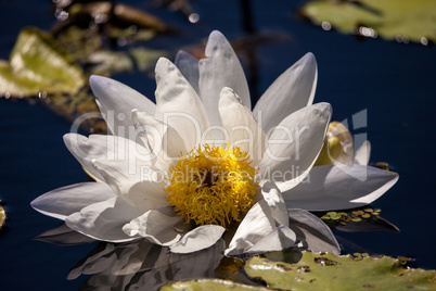 White Nymphaea ao bombori water lily