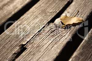 Brown autumn leaf