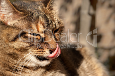 Cat licking his nose