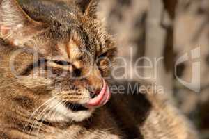 Cat licking his nose