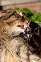 Cat licking