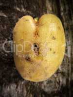 Potato on wood.