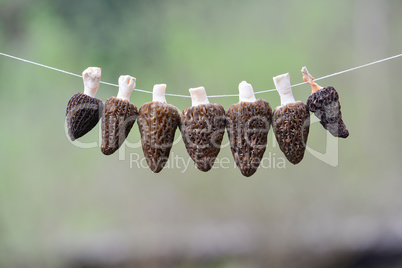 Morel drying - six Black Morel mushrooms on a string