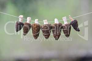 Morel drying - six Black Morel mushrooms on a string