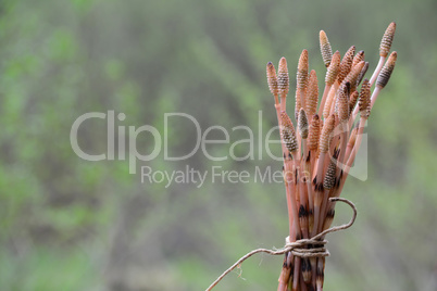 Bound fertile stems of Horsetail plant, ready for drying