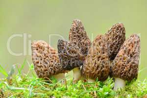 Big group of Black morel mushrooms