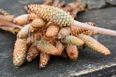 Fertile stems of curative Horsetail plant close up