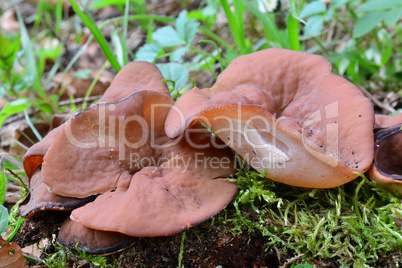 Bleach cup or Veiny cup fungus