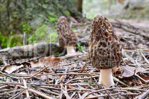 Two Black Morels in natural habitat