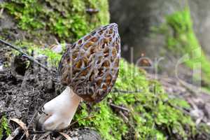 One single nice specimen of Black Morel mushroom