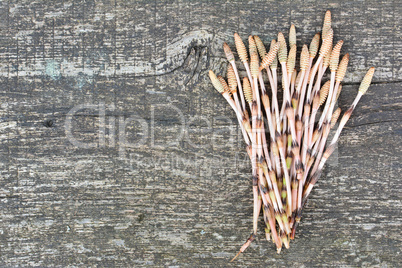 Fertile stems of curative Horsetail plant