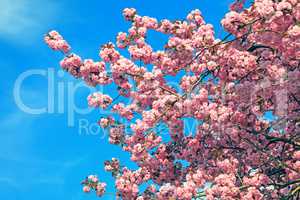 spring tree