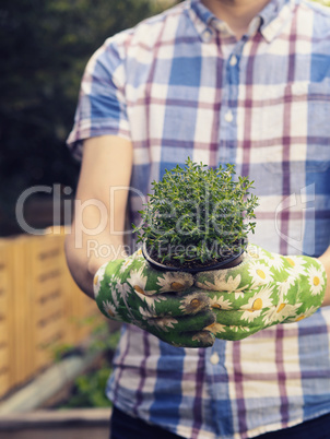 Man with herbs in his garden