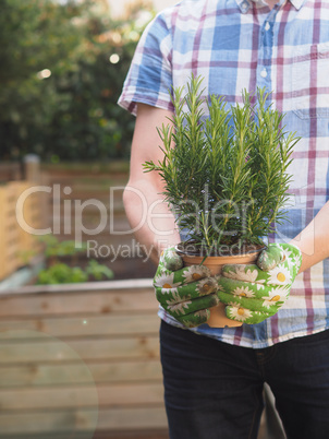 Man with herbs in his garden