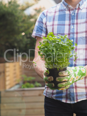 Man with organic parsley plant