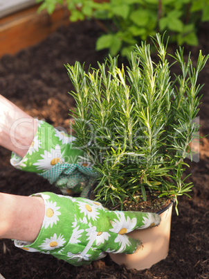 Man at gardening