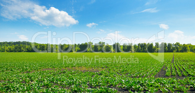 Green beet field and blue sky. Wide photo.