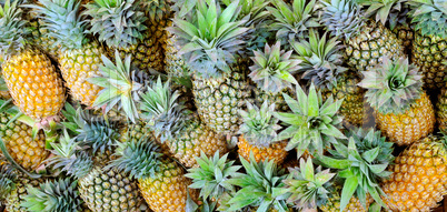 Bright background of fresh juicy pineapples.Wide photo.