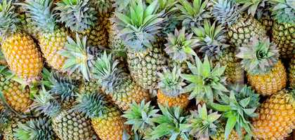 Bright background of fresh juicy pineapples.Wide photo.