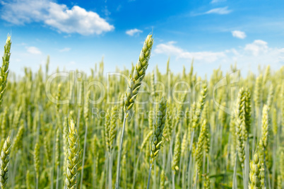 Field with ripe ears of wheat and blue cloudy sky. Shallow depth