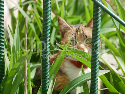 Cat in grass behind metal fence