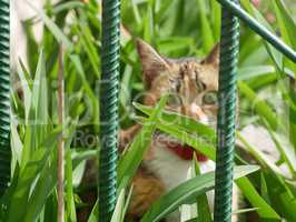 Cat in grass behind metal fence