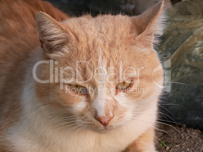Reddish Cat Portrait Outdoors