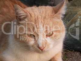 Reddish Cat Portrait Outdoors