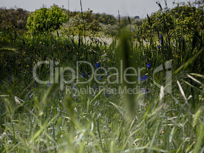 trees and spring meadows in a park in Rome