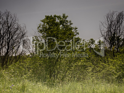trees and spring meadows in a park in Rome