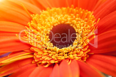 Orange and yellow flower