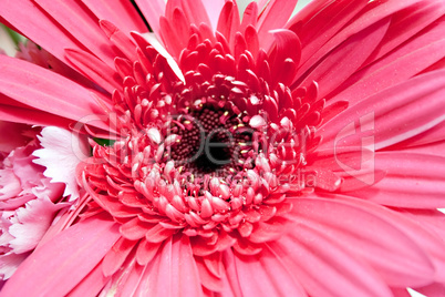 Pink flower