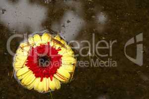 Red and yellow flower