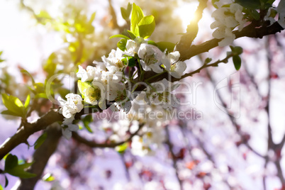 Small white flowers in spring