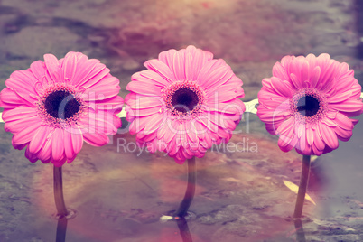 Three pink flowers