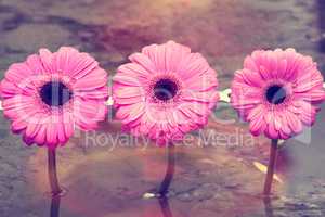 Three pink flowers