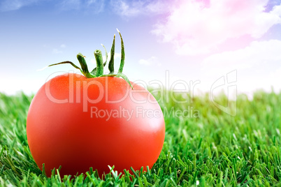 Tomato on grass