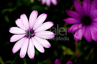 White and purple flower