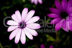 White and purple flower