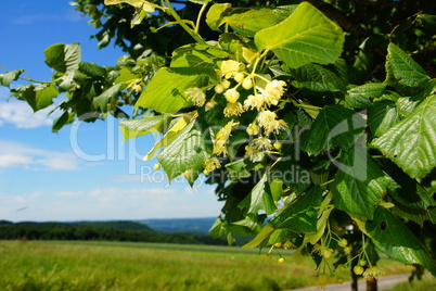 Lindenzweige mit Blüten und Blättern